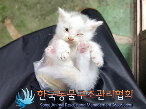 한국동물구조관리협회_441409202301715